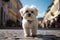 Charming scene Cute Maltese dog stands on a cobblestone street