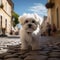 Charming scene Cute Maltese dog stands on a cobblestone street