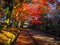 Charming scene of stone stair in front of japanese temple with colorful autumn trees and sunlight