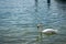 Charming scene of white swan floating in lake