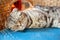 Charming Scottish Fold cat sleeping peacefully on a pillow on rattan chair in natural light.