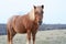 Charming Shetland pony on a picturesque farm