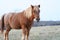 Charming Shetland pony on a picturesque farm