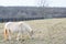 Charming Shetland pony on a picturesque farm