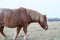 Charming Shetland pony on a picturesque farm