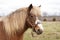 Charming Shetland pony on a picturesque farm