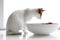 A charming, side-profile image of a cat attentively eating from a stylish, food dish, elegant posture of the feline, set against a