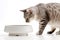 A charming, side-profile image of a cat attentively eating from a stylish, food dish, elegant posture of the feline, set against a