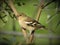 Charming singing chaffinch is sitting on thin brown branch with green leaves.