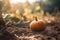 Charming Small Pumpkin Resting on the Ground Amidst Nature\\\'s Splendour