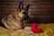 Charming smart thoroughbred domestic dog celebrates Valentine`s Day at home. Black and red German Shepherd is lying on bed on