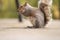 Charming squirrel eats nuts in the spring. Picture of a cute animal in the park. Habitat of a gray mammal. Wildlife photography.