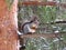 A charming squirrel with a nut in its paws on a tree branch in a winter fores