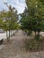 A charming stone path meandering through a corridor of majestic trees