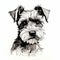 Charming Studio Portraiture: Black And White Schnauzer Dog Drawing