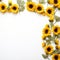 Charming Sunflower Border Serene White