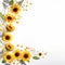 Charming Sunflower Border Serene White