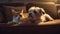 Charming terrier puppy and fluffy kitten nap together generated by AI