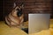 Charming thoroughbred domestic dog freelancer learns using Internet. Black and red German Shepherd is lying on bed on yellow plaid