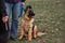 Charming thoroughbred young dog with protruding ears. Puppy of black and red German Shepherd of breeding show sits in park on
