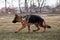 Charming thoroughbred young dog with sticking out ears. Puppy of black and red German Shepherd dog of breeding show walks on leash