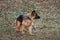 Charming thoroughbred young dog with sticking out ears. Puppy of black and red German Shepherd dog of breeding show walks on leash