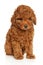 Charming toy poodle puppy sitting on a white background