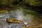 A charming transparent river in the mangrove forest