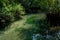 A charming transparent river in the mangrove forest