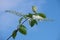 The  charming twig of blooming white bird cherry on bright blue sky background