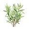 A charming watercolor botanical illustration of a sprig of rosemary by AI generated