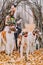 Charming wedding couple walking with dogs in the autumn forest