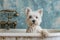 A Charming West Highland White Terrier, Pristine And Ready For Affection