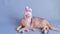 A charming white cat in a hat with bunny ears lies on a light blue background