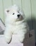 A charming white fluffy Samoyed puppy climbs out of a wooden chest