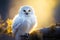 Charming White Owl in Beautiful Backlight: Early Morning Delight.
