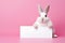a charming white rabbit holds in its paws a white sheet of paper with a place for text,on a monochrome pink background,a mockup