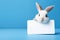 a charming white rabbit holds in its paws a white sheet of paper with a place for text,on a plain blue background,a mockup for an