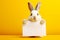 a charming white rabbit holds in its paws a white sheet of paper with a place for text,on a plain yellow background,a mockup for