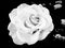 Charming white rose in black and white.