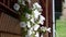 Charming white window flowers of a residential building closeup on the street o
