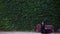 Charming woman with red hear in evening black dress sitting on a bench against a huge green wall of the old city