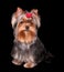 Charming Yorkshire Terrier