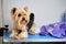 Charming Yorkshire Terrier dog lying on the table during grooming. Next to the towel