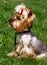 Charming Yorkshire terrier in the grass.