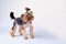 Charming Yorkshire terrier on a light background. Studio photo