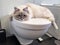 Charming young white cat lying on the white lid of toilet inside bathroom