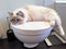 Charming young white cat lying on the white lid of toilet inside bathroom