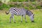 Charming young zebra graze