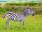 Charming young zebra graze